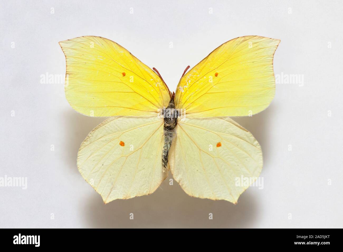Butterfly specimen korea,Gonepteryx mahaguru Stock Photo