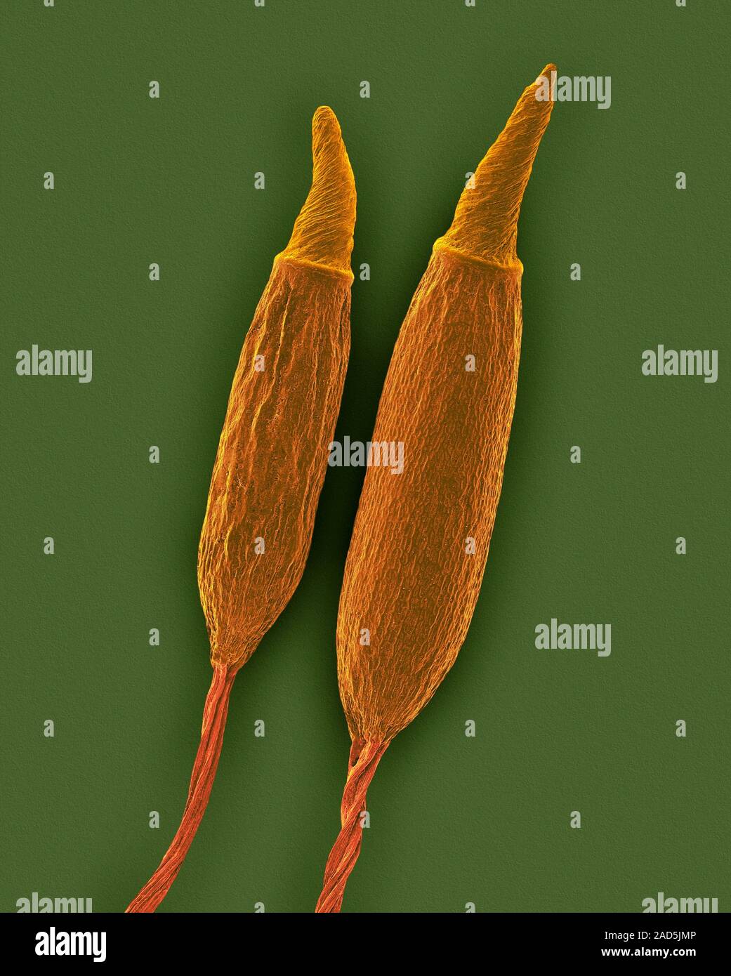 Moss spore capsule with operculum (Pyrrhobryum spiniforme), coloured