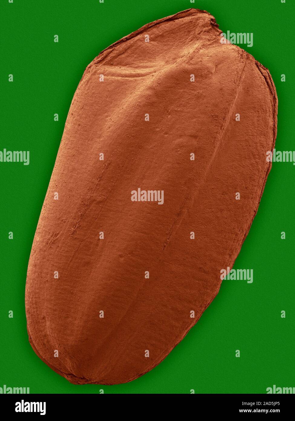 Grain (seed) of brown rice, GMO (Oryza sativa), coloured scanning electron micrograph (SEM). A grain of rice is the seed from the rice plant (Oryza sa Stock Photo