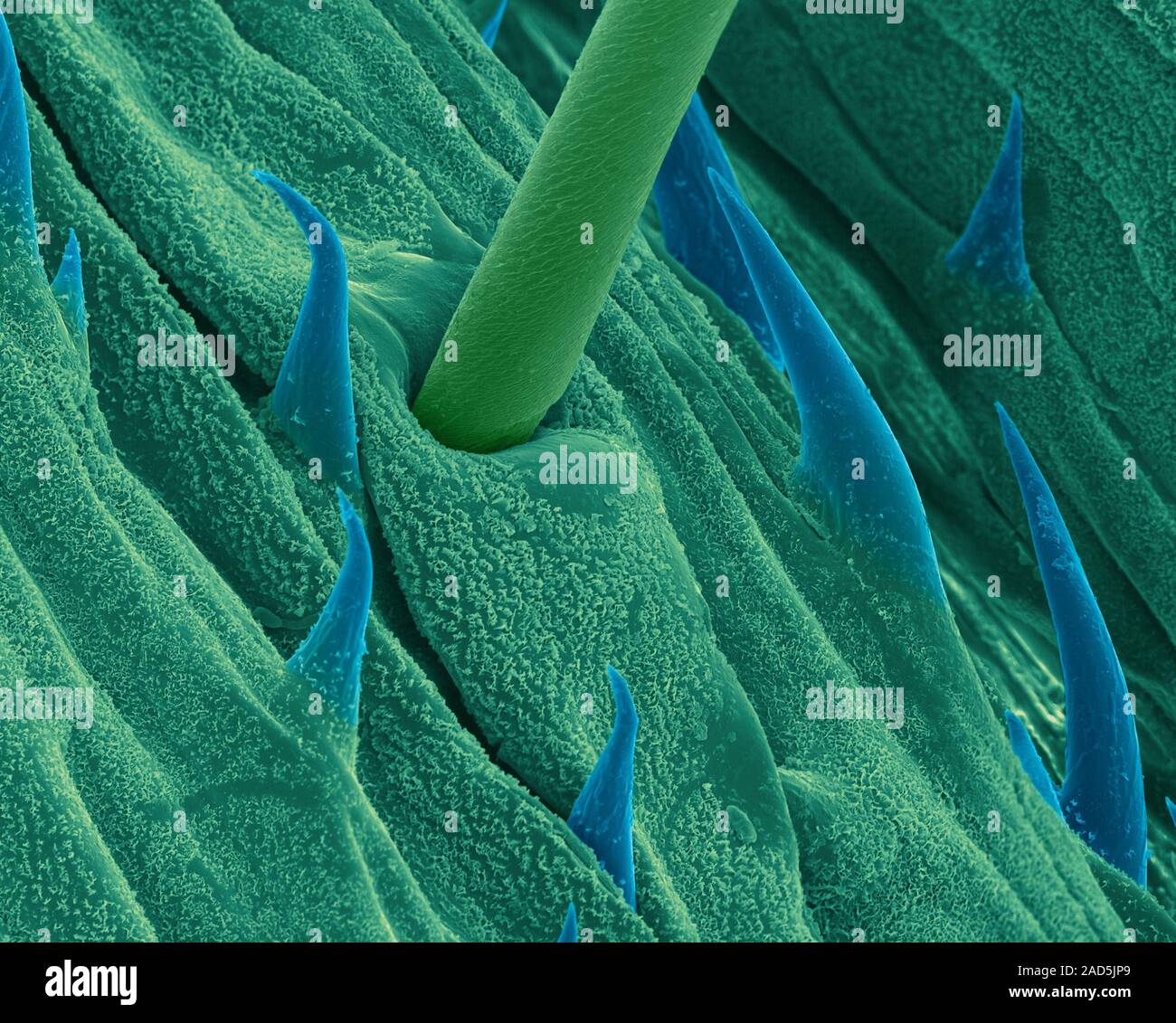 Surface of a blade of grass (Paspalum sp), coloured scanning electron