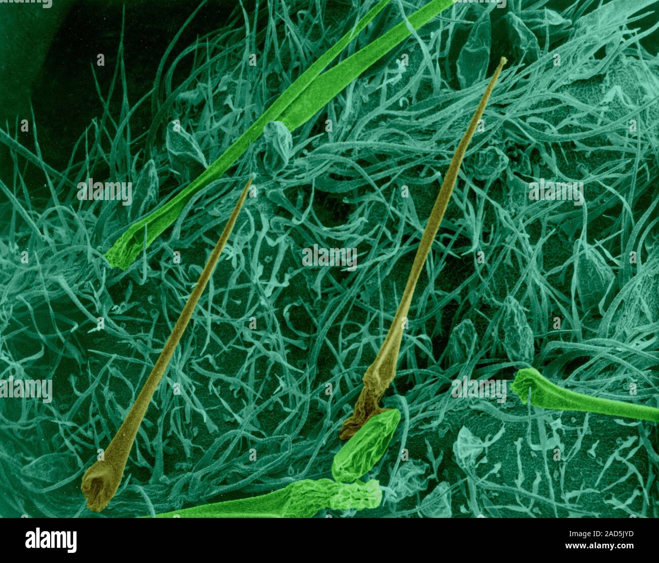 Nettle leaf surface showing long sharp hairs with glandular tips