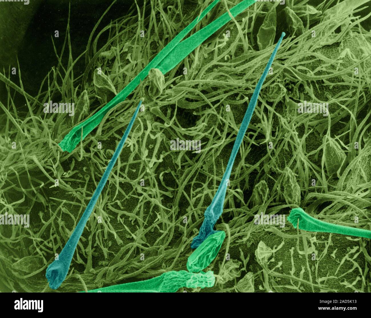Stinging nettle leaf surface showing long sharp hairs with glandular