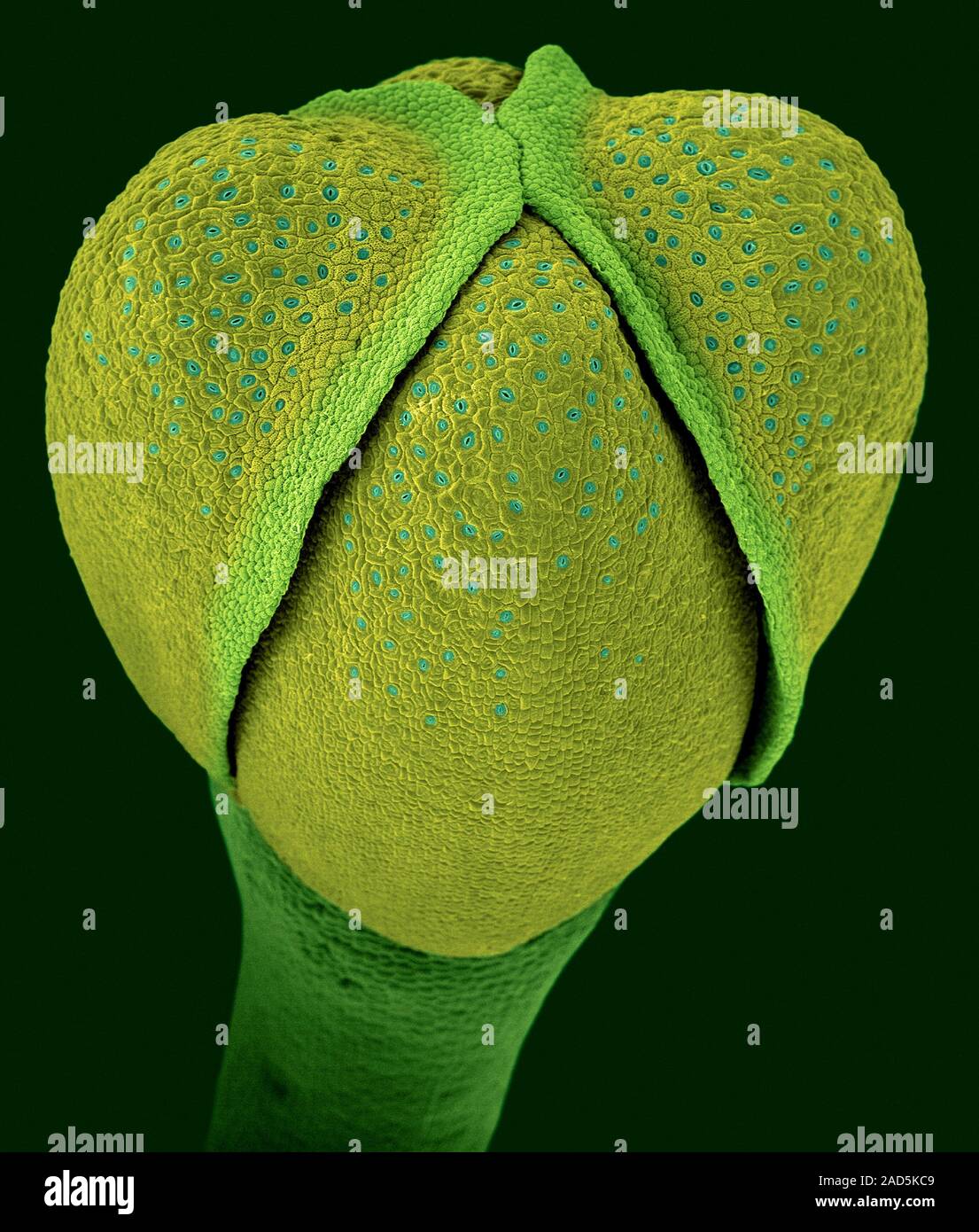 Floret (flower bud, apical meristem) of a broccoli head (Brassica