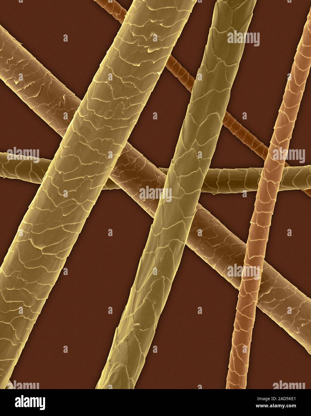 Coloured scanning electron micrograph (SEM) Horse hair (Equus ferus ...