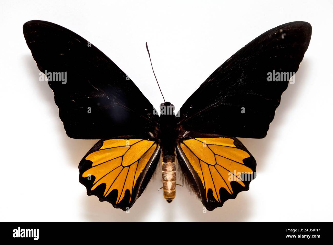 Papilio linnaeus hi-res stock photography and images - Page