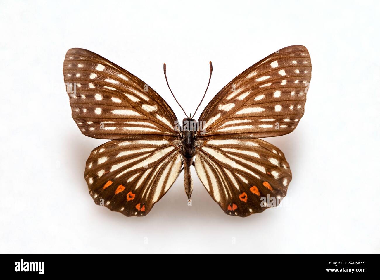 Butterfly specimen korea,Hestina assimilis,Female Stock Photo