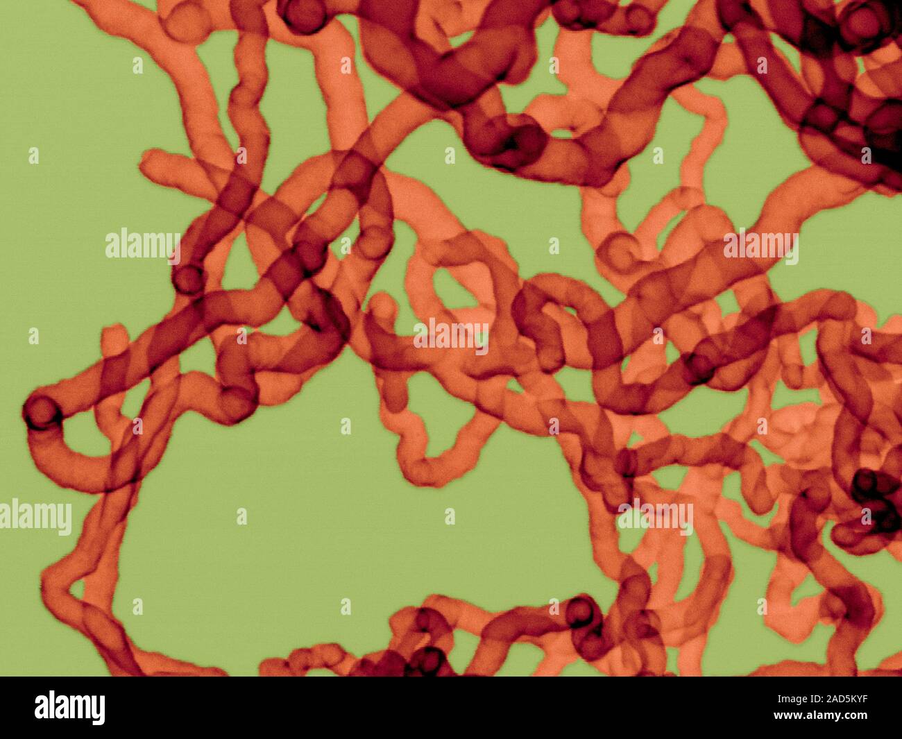 Coloured scanning electron micrograph (SEM) of Carbon nanotubes. Carbon ...