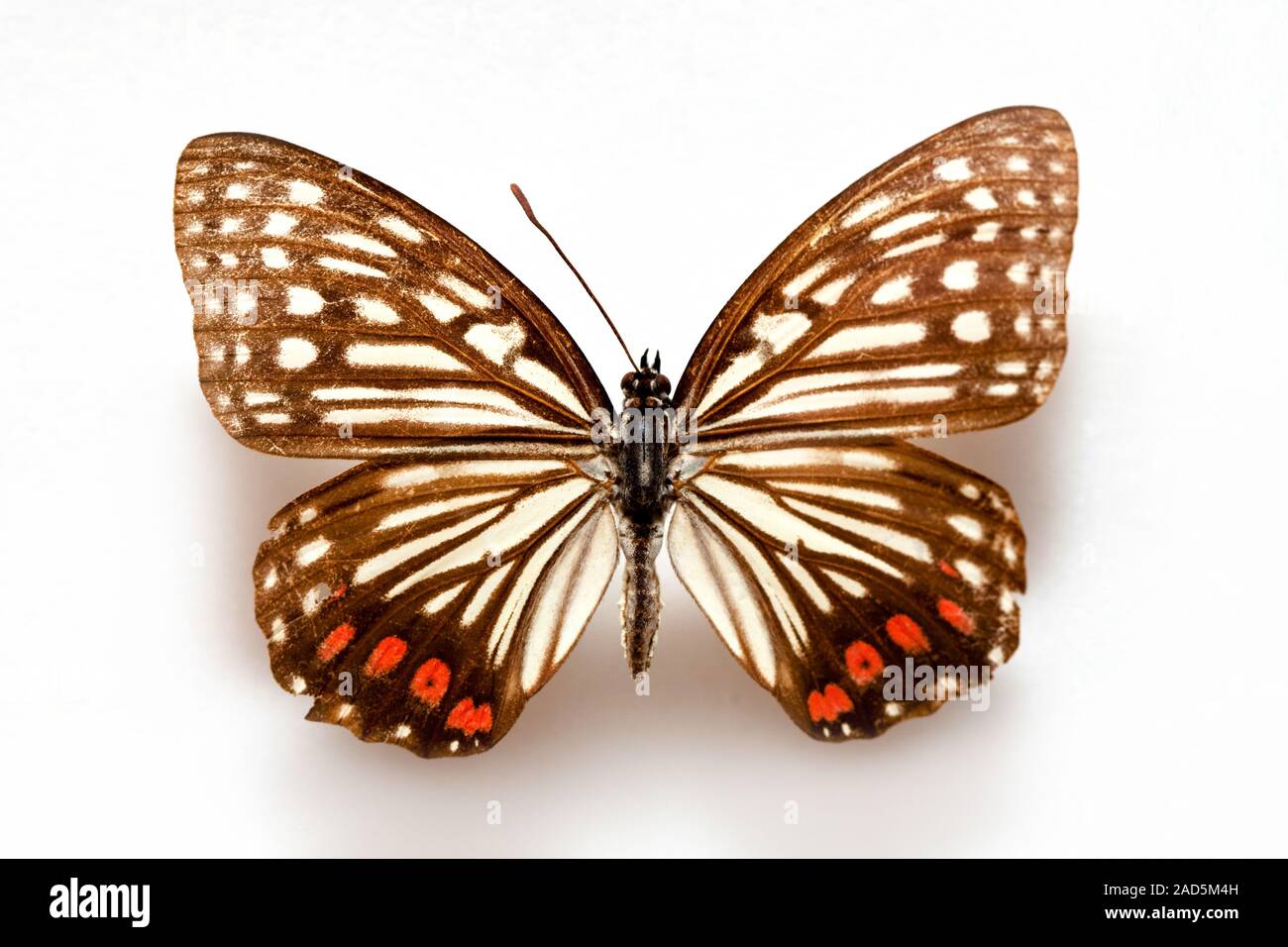 Butterfly specimen korea,Hestina assimilis Stock Photo