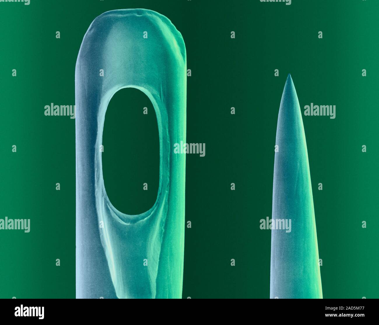 Coloured scanning electron micrograph (SEM) of Eye and tip of a sewing ...