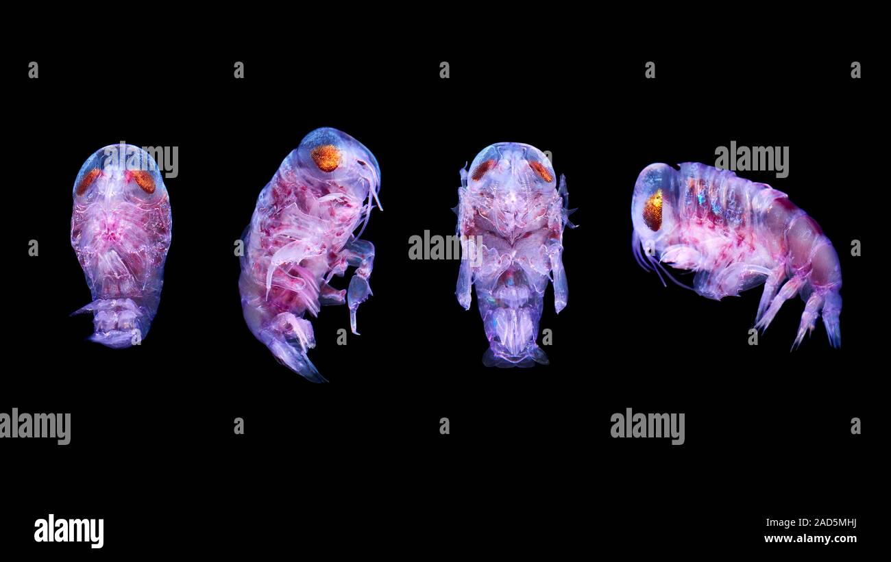 Amphipod. Four views of a Mediterranean amphipod, of the suborder ...