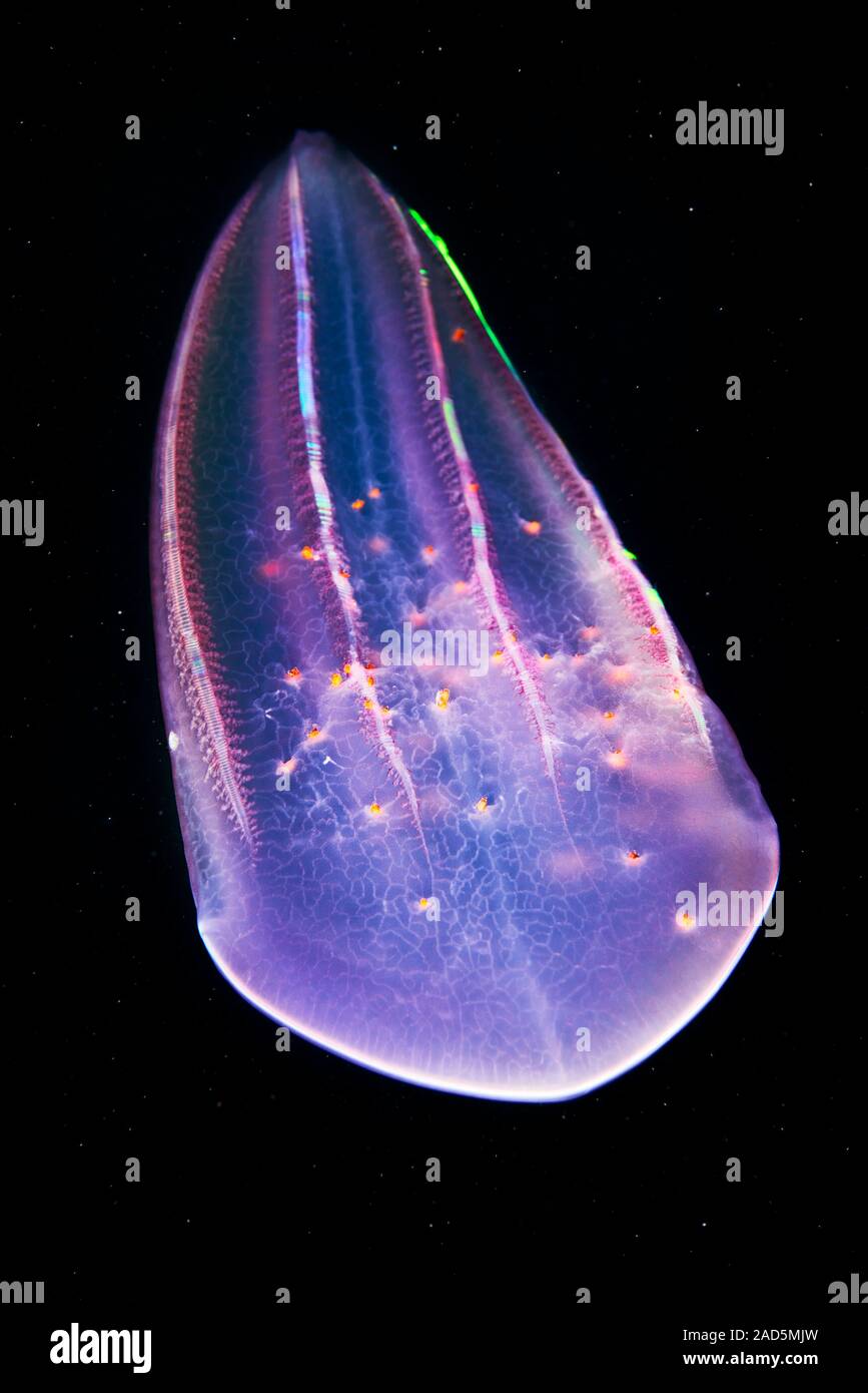 Comb jelly (Beroe forskalii) with hyperiid parasites. Comb jellies are