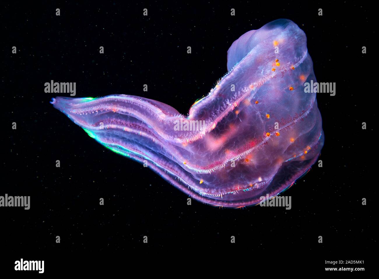 Comb jelly (Beroe forskalii) with hyperiid parasites. Comb jellies are