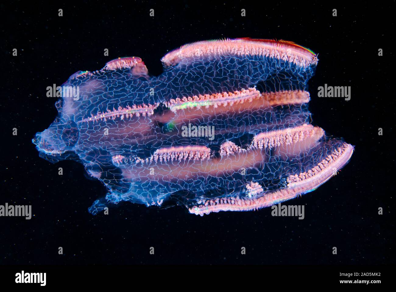 Comb jelly (Beroe forskalii) damaged by predation. Comb jellies are