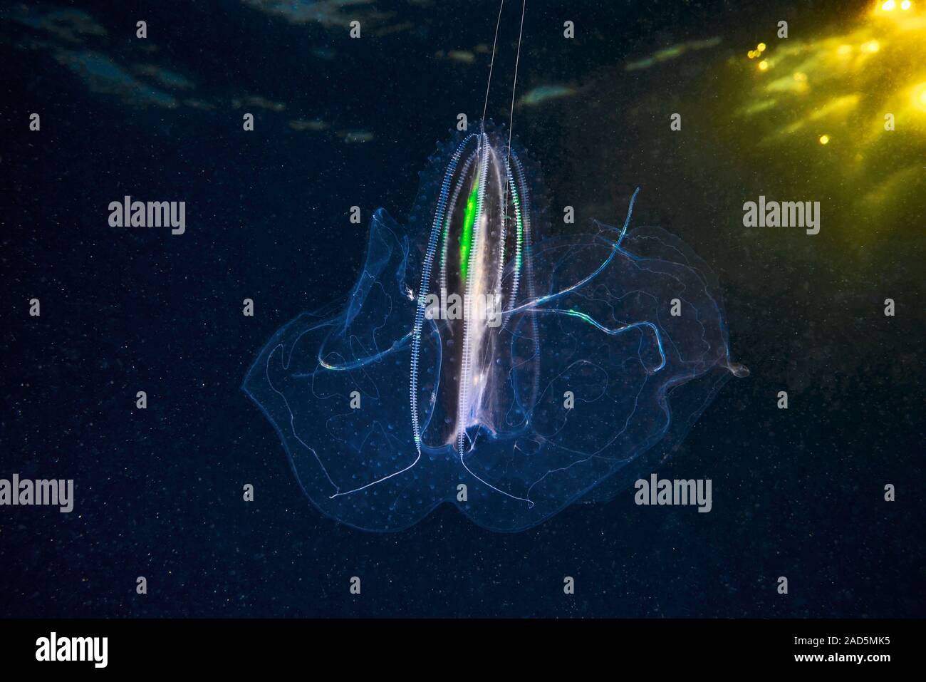 Comb jelly (Leucothea multicornis). Comb jellies are jellyfishlike
