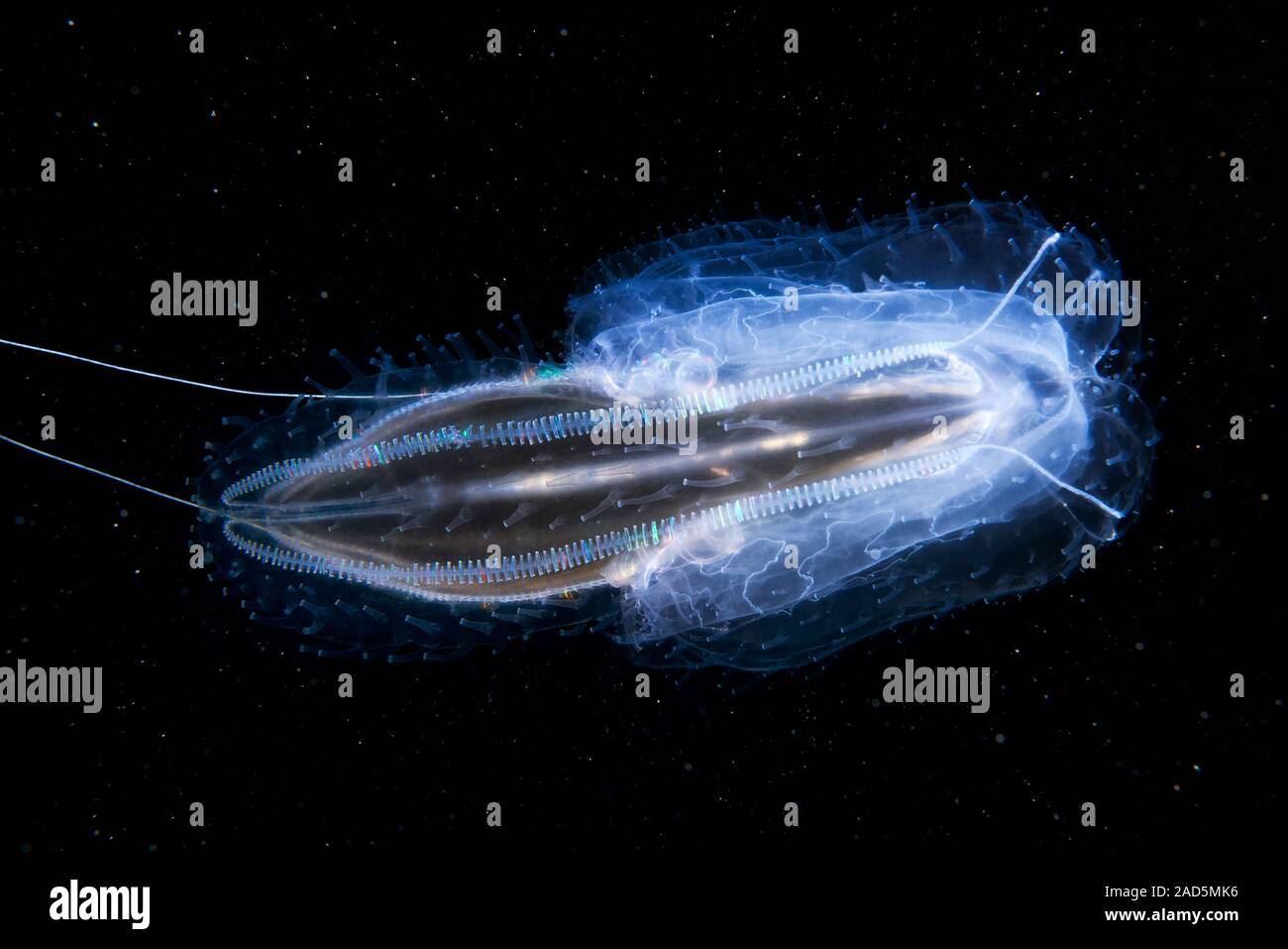 Comb Jelly Leucothea Multicornis Comb Jellies Are Jellyfish Like Comb Jelly Leucothea Multicornis Comb Jellies Are Jellyfish Like Organisms That Take Their Common Name From Their Rows Of Hair Like Cilia Which Th 2AD5MK6