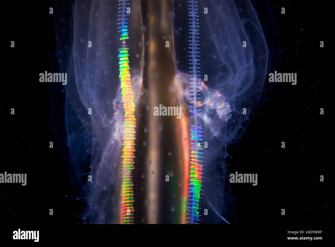 Comb jelly (Leucothea multicornis). Comb jellies are jellyfishlike