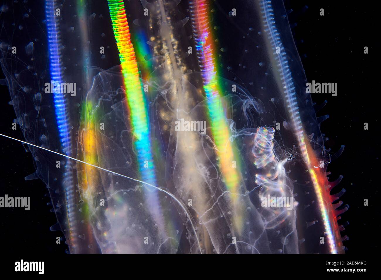 Comb jelly (Leucothea multicornis). Comb jellies are jellyfishlike