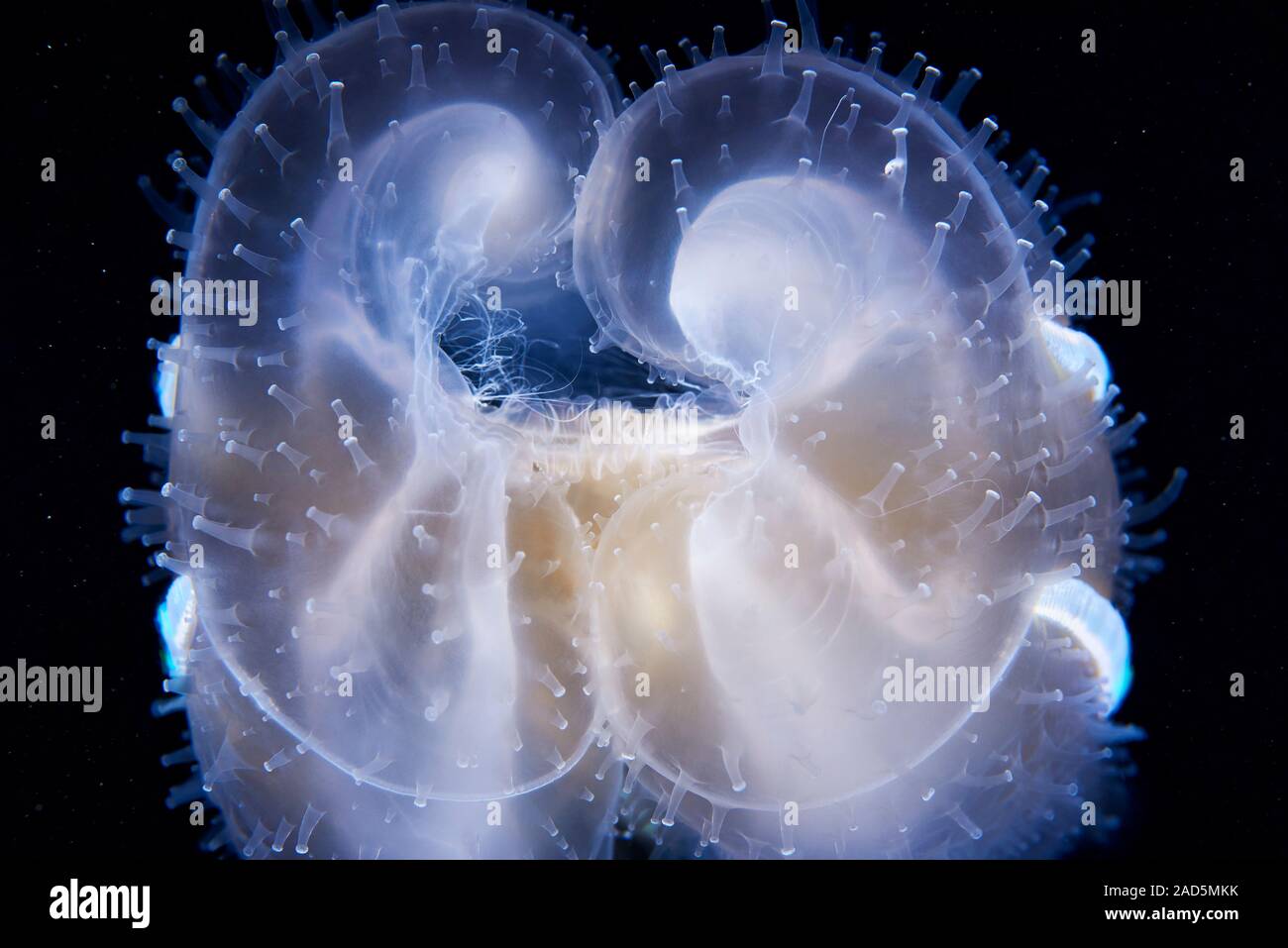 Comb jelly (Leucothea multicornis). Comb jellies are jellyfishlike