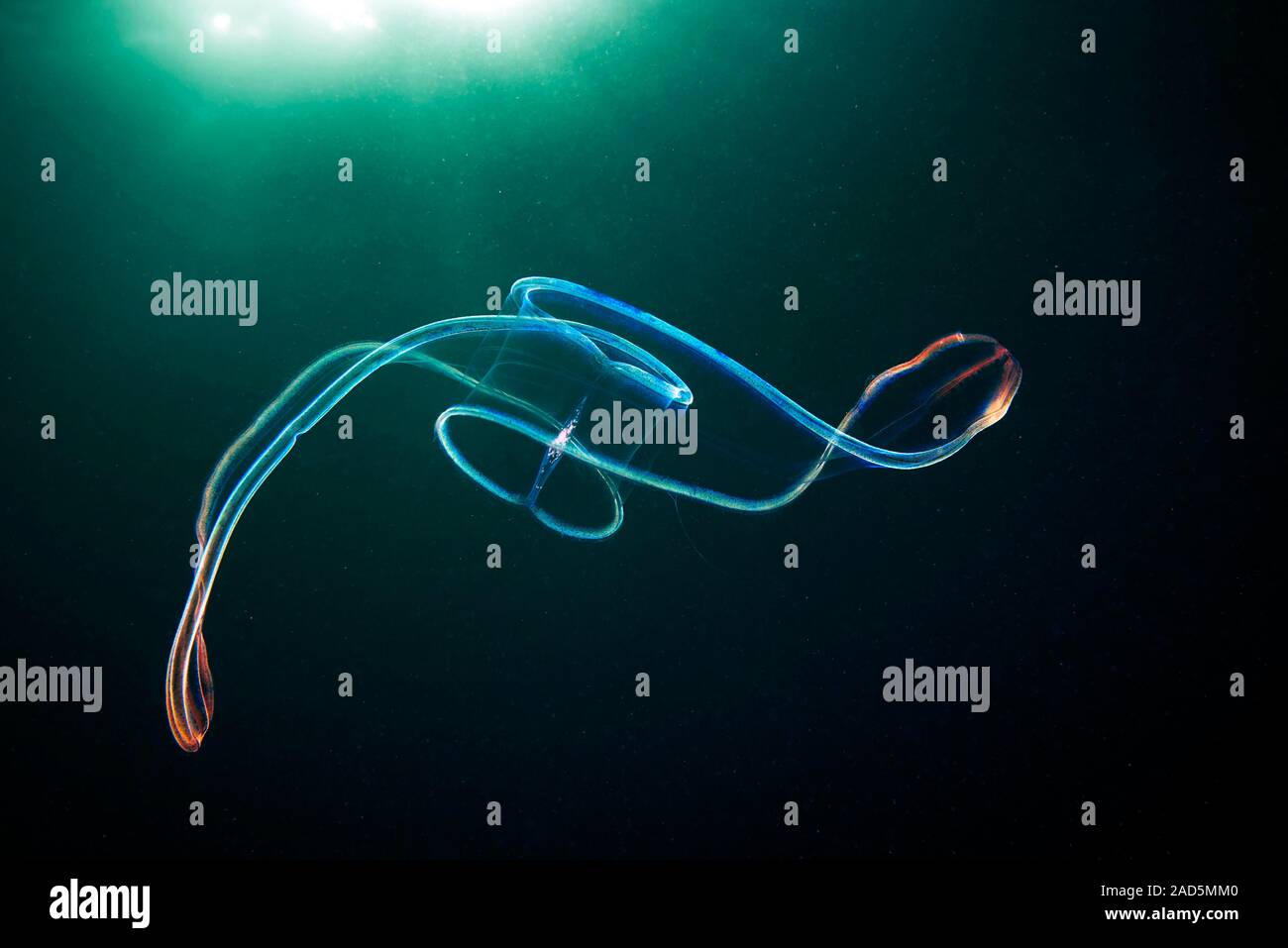 Venus girdle comb jelly (Cestum veneris). Comb jellies are jellyfish
