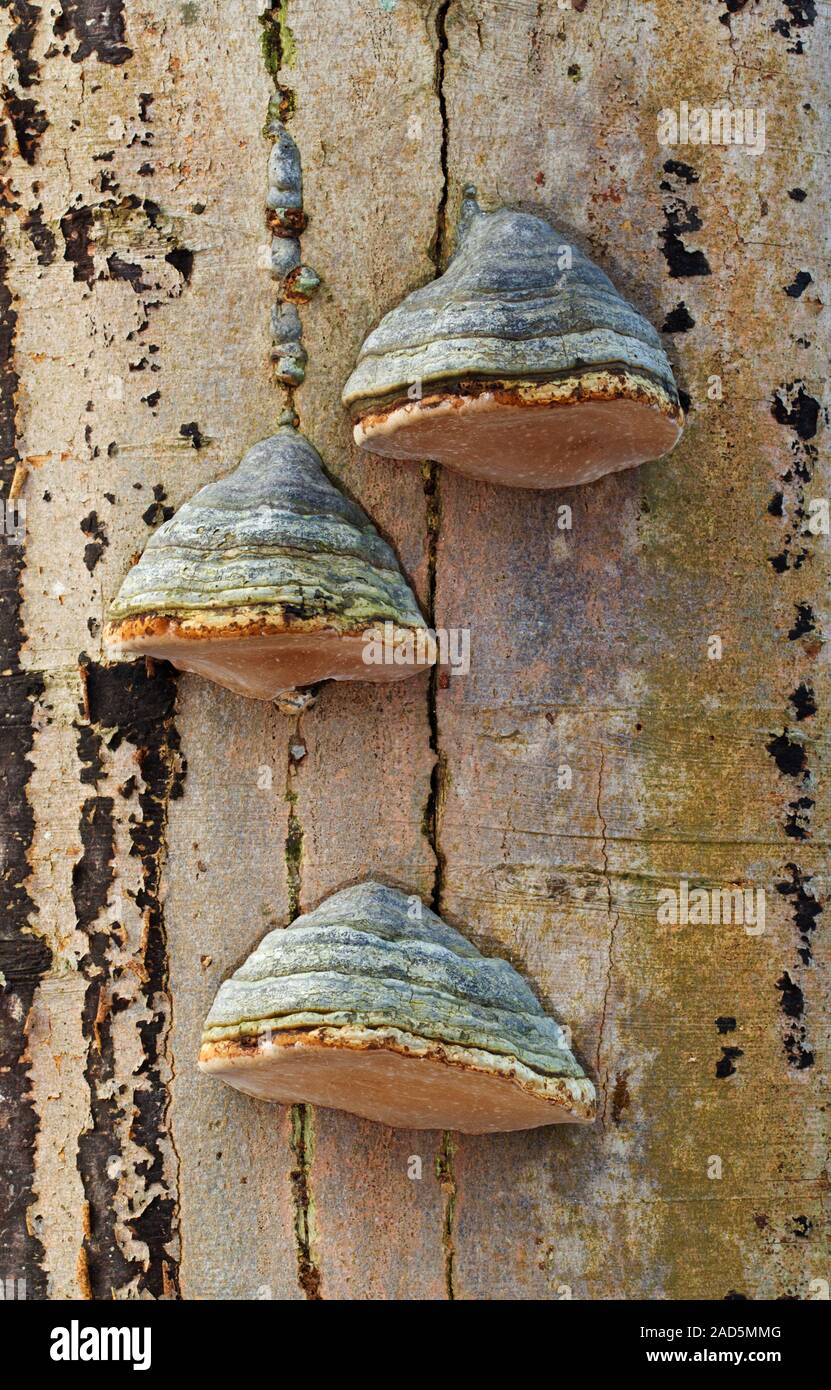 Three woody Beeswax bracket fungi, also called conks, on the bark of a dying Beech tree Stock Photo