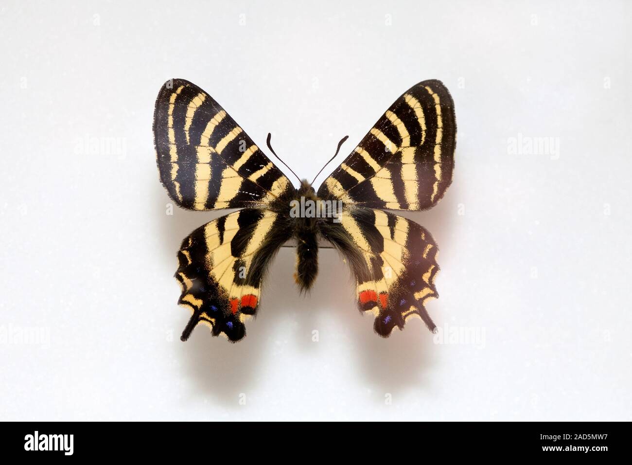 Butterfly specimen korea,Luehdorfia puziloi,Female Stock Photo Alamy