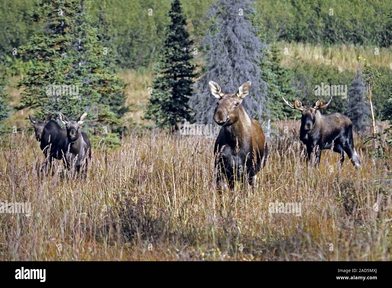 Moose, the male is called a bull, the female is a cow and a young is a calf Stock Photo