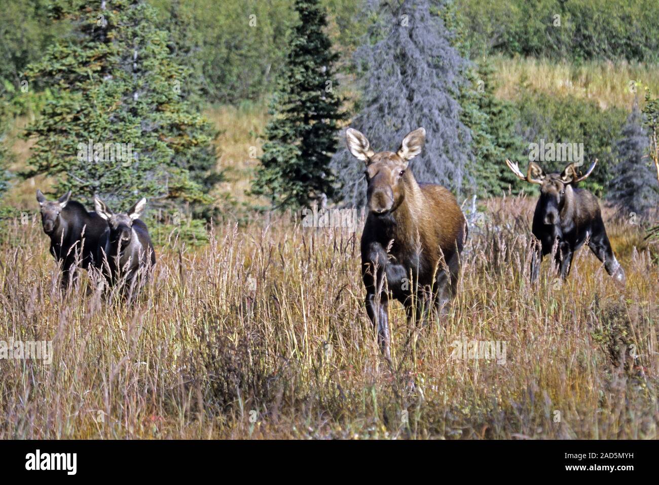 Moose, the male is called a bull, the female is a cow and a young is a calf Stock Photo
