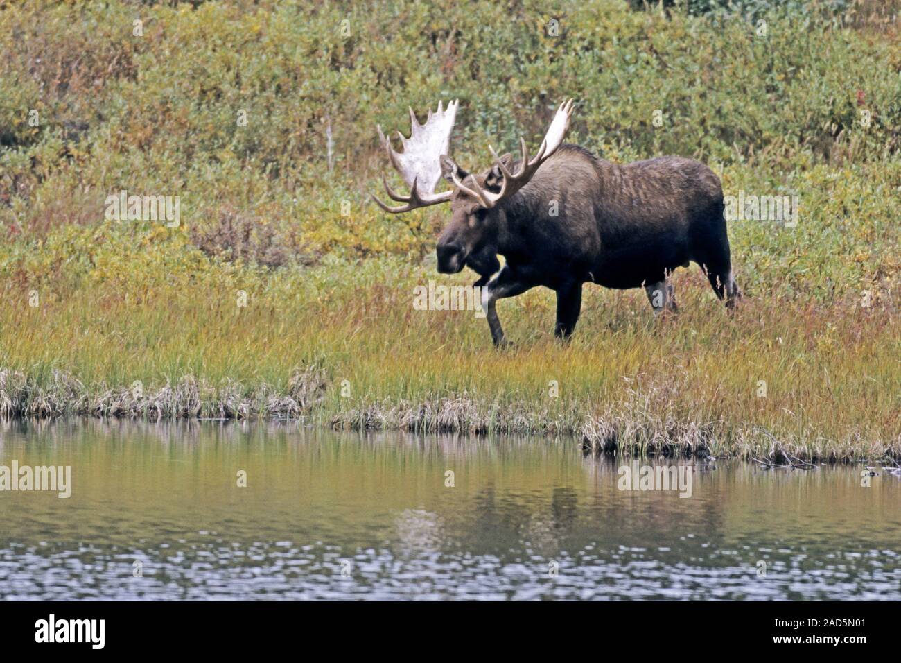 bull Moose / Alaska Moose / Alaskan Moose / Giant Moose Stock Photo