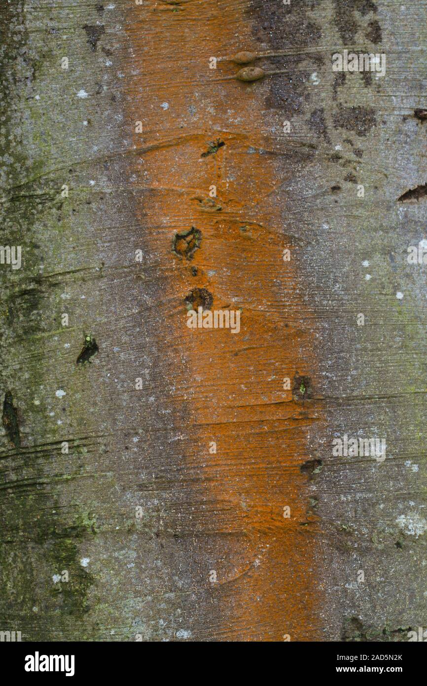 Close-up of the bark of an old Beech tree, grey and red, rusty color Stock Photo