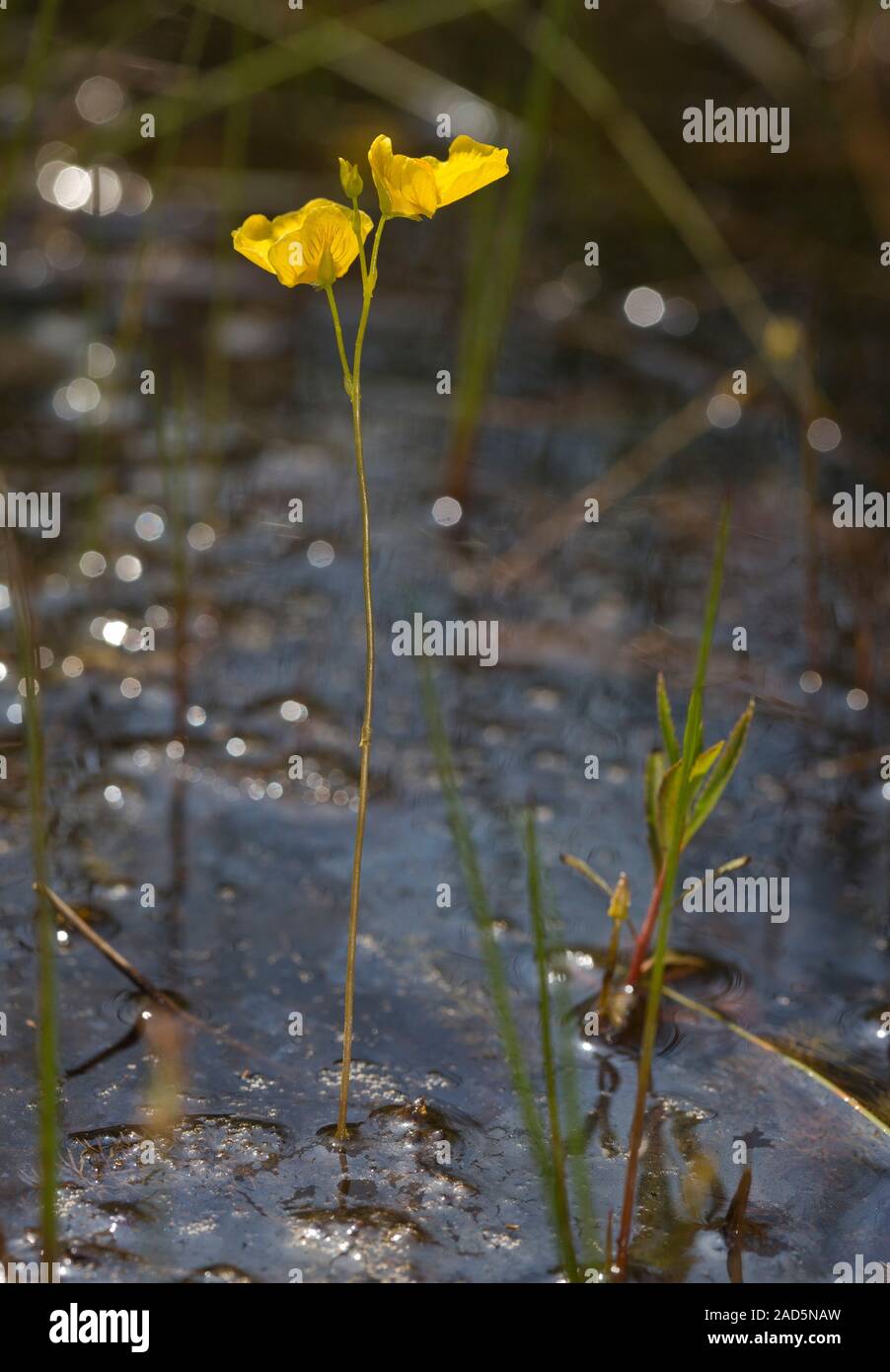Flatleaf bladderwort (Utricularia intermedia) in flower. This is an