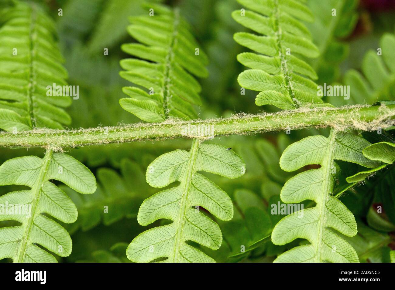 Cinnamonfern (Osmundastrum cinnamomeum). Photographed in Newfoundland, Canada Stock Photo Alamy