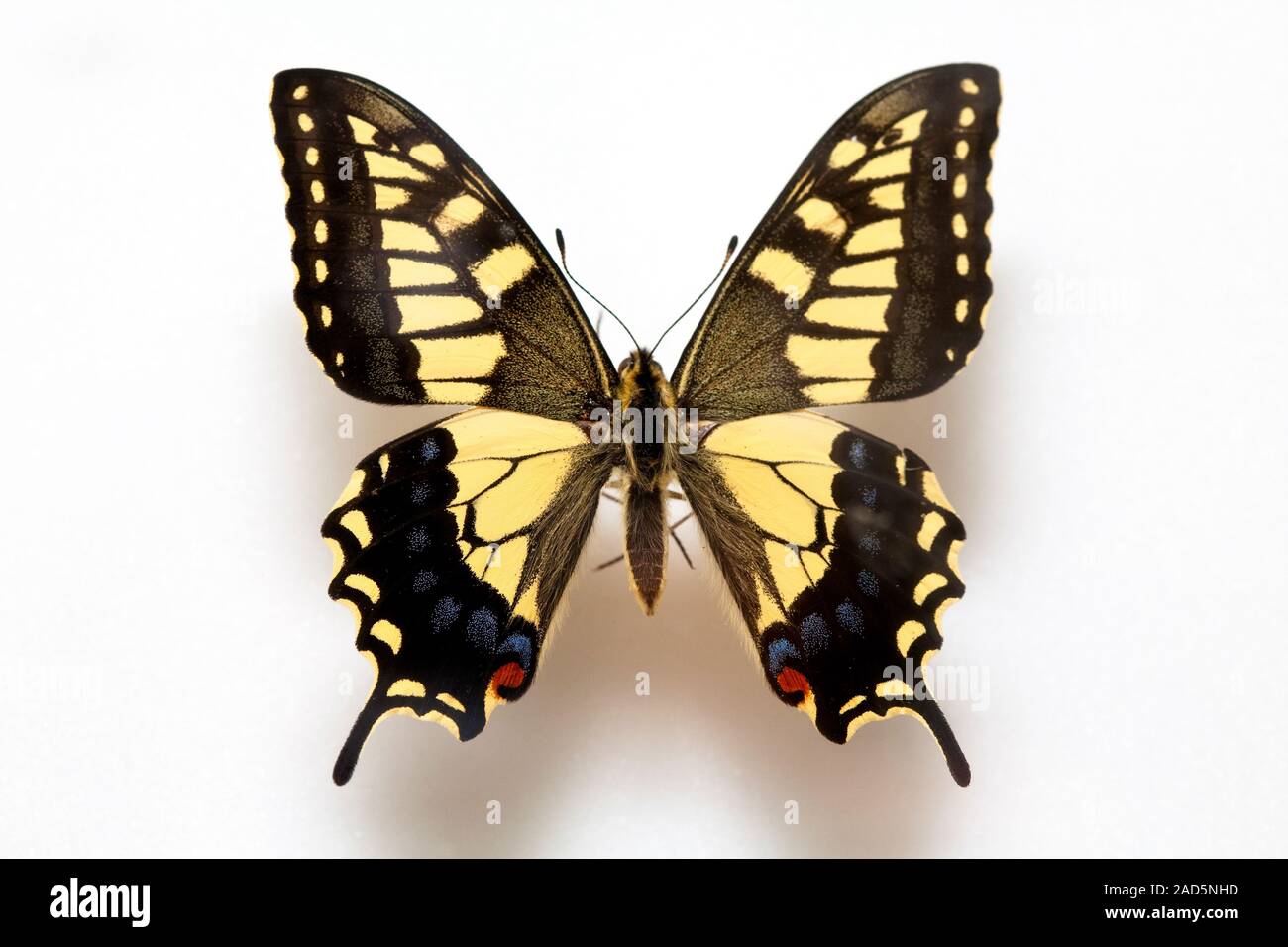 Butterfly specimen korea,Papilio machaon Linnaeus,Papilio machaon Stock