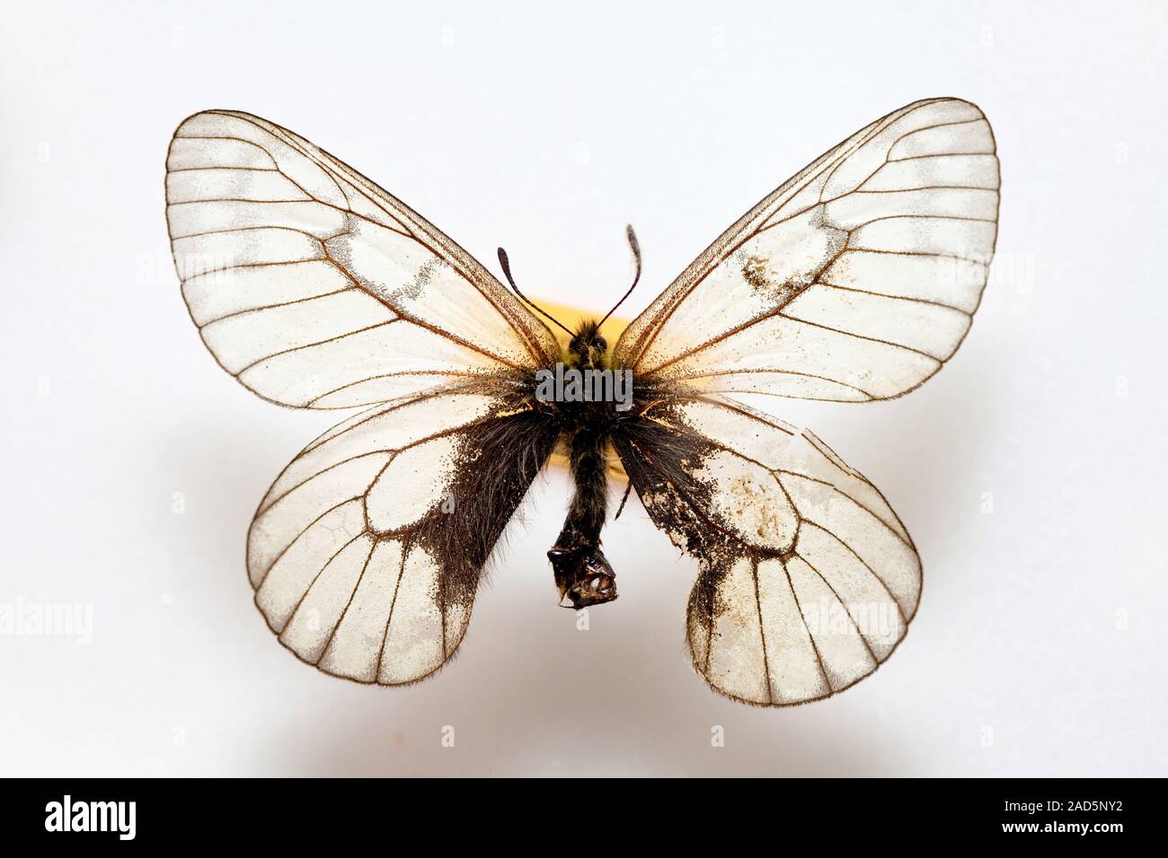 Butterfly specimen korea,Parnassius stubbendorfi Stock Photo Alamy