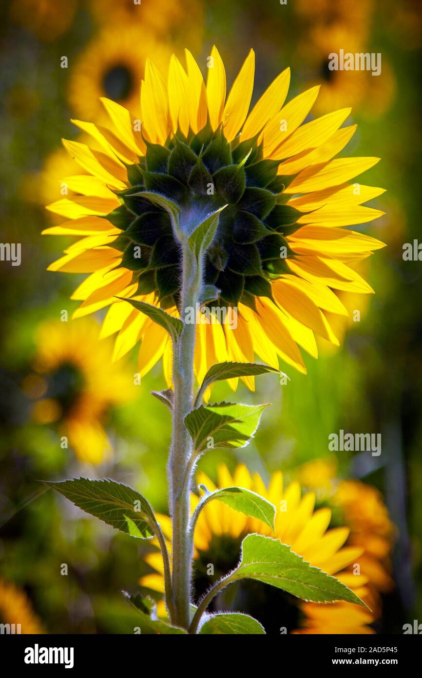 Plantation of sunflowers with a blue sky day Stock Photo