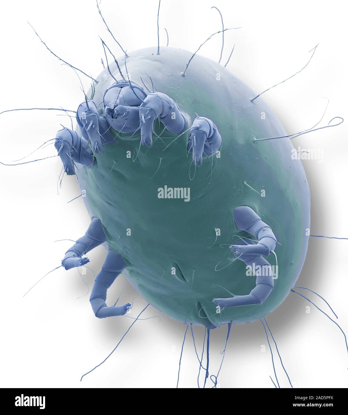 Dust mite. Coloured scanning electron micrograph (SEM) of a house dust