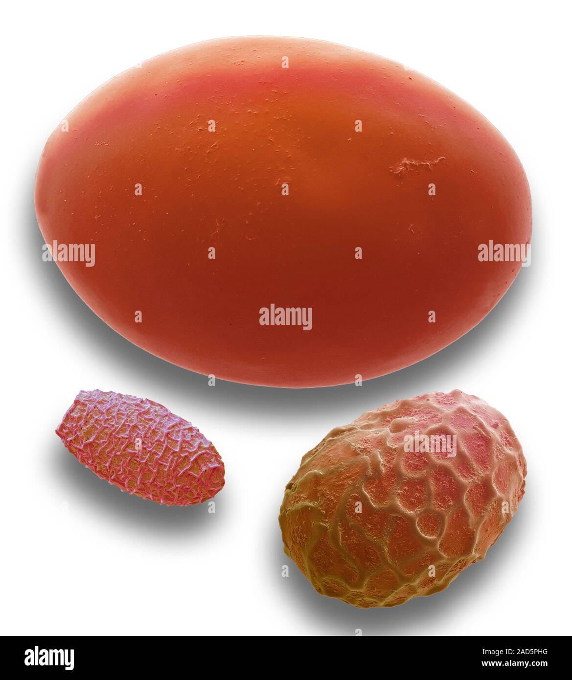 Eggs of a tapeworm, fluke and nematode. Coloured scanning electron