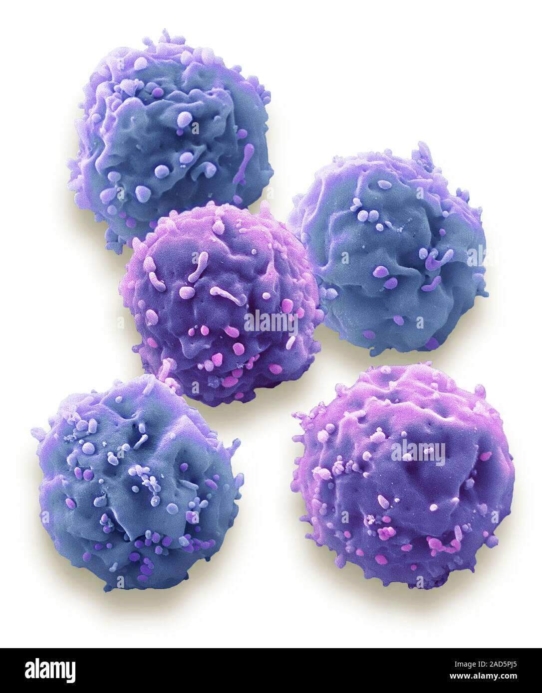 Stem Cells Coloured Scanning Electron Micrograph Sem Of Embryonic