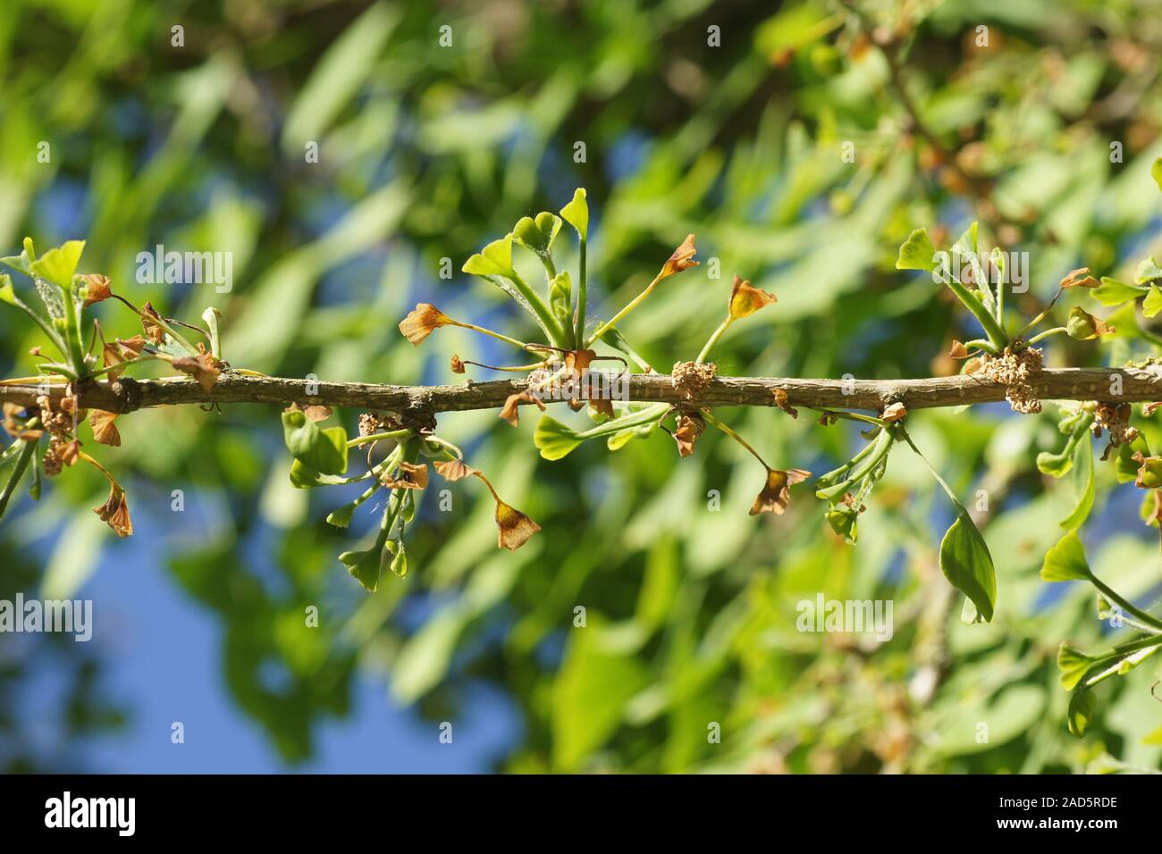 Ginkgo biloba, Maidenhair Tree, fresh leaves after frost damage Stock Photo
