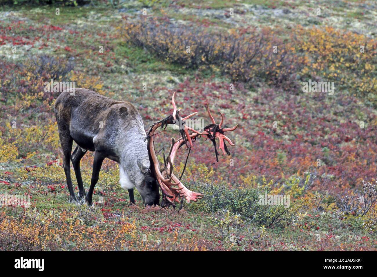 Caribou / Reindeer / Porcupine Caribou / Grants Caribou / Rangifer ...