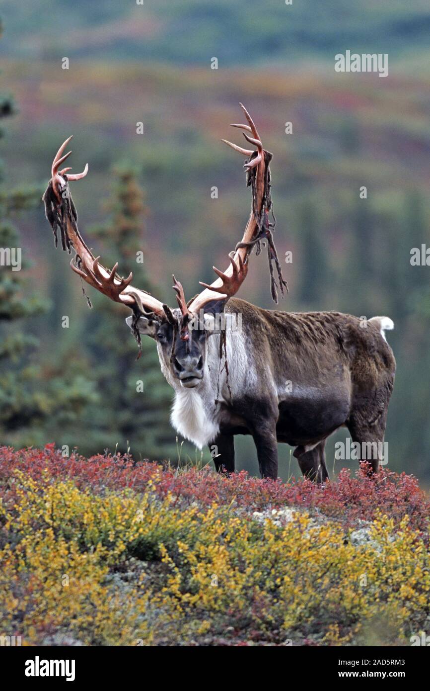 Caribou / Reindeer / Porcupine Caribou / Grants Caribou / Rangifer tarandus / velvet-covered antlers Stock Photo