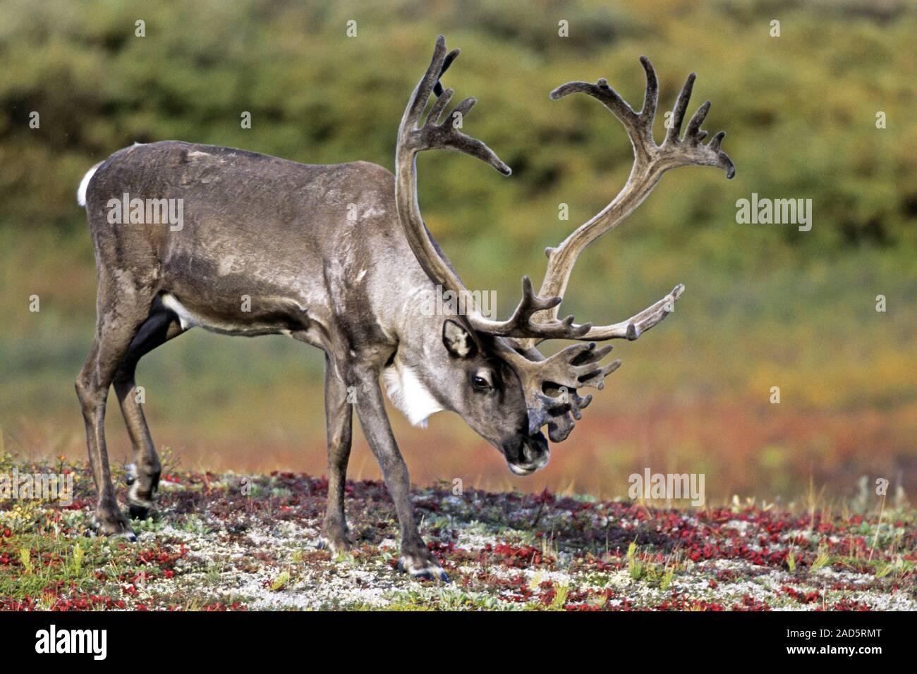 Caribou / Reindeer / Porcupine Caribou / Grants Caribou / Rangifer