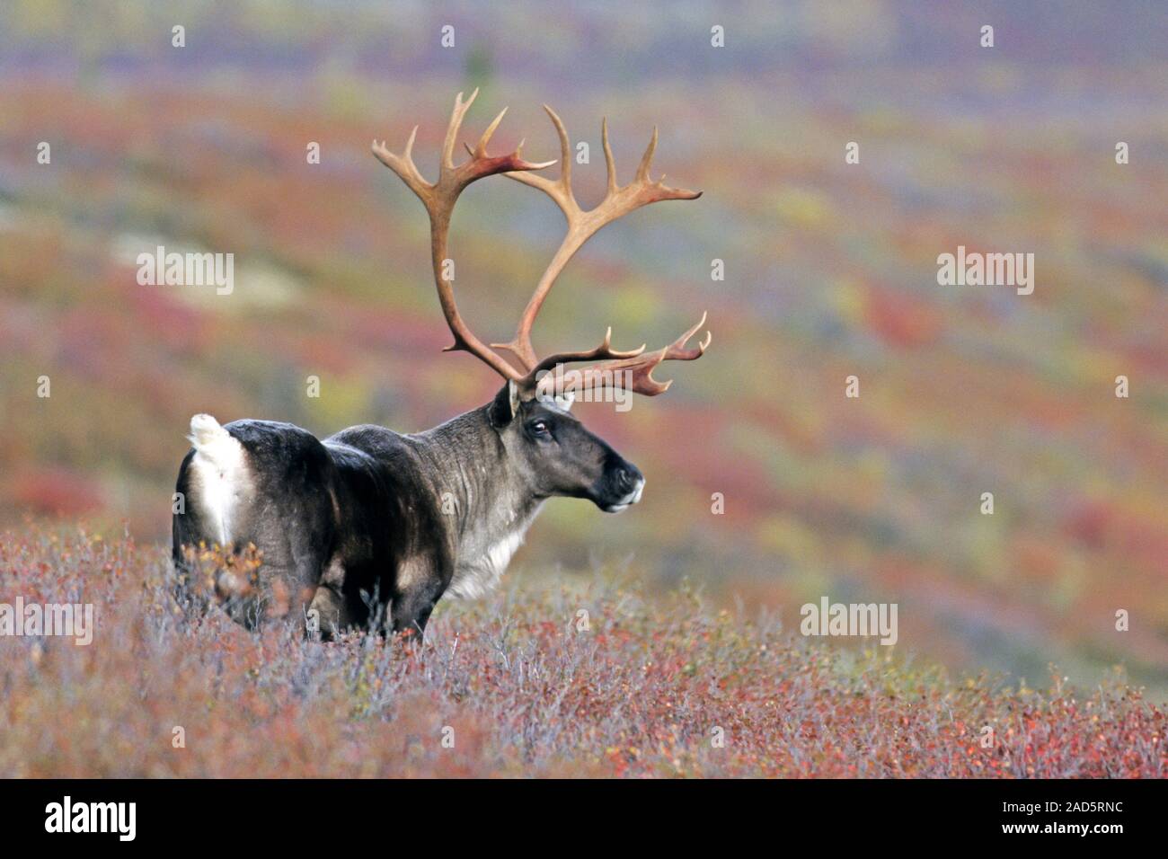 Caribou / Reindeer / Porcupine Caribou / Grants Caribou / Rangifer