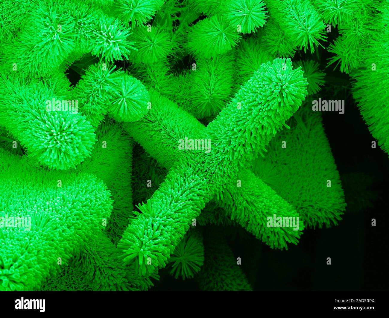 Nanowire medical sensor research. Coloured scanning electron micrograph