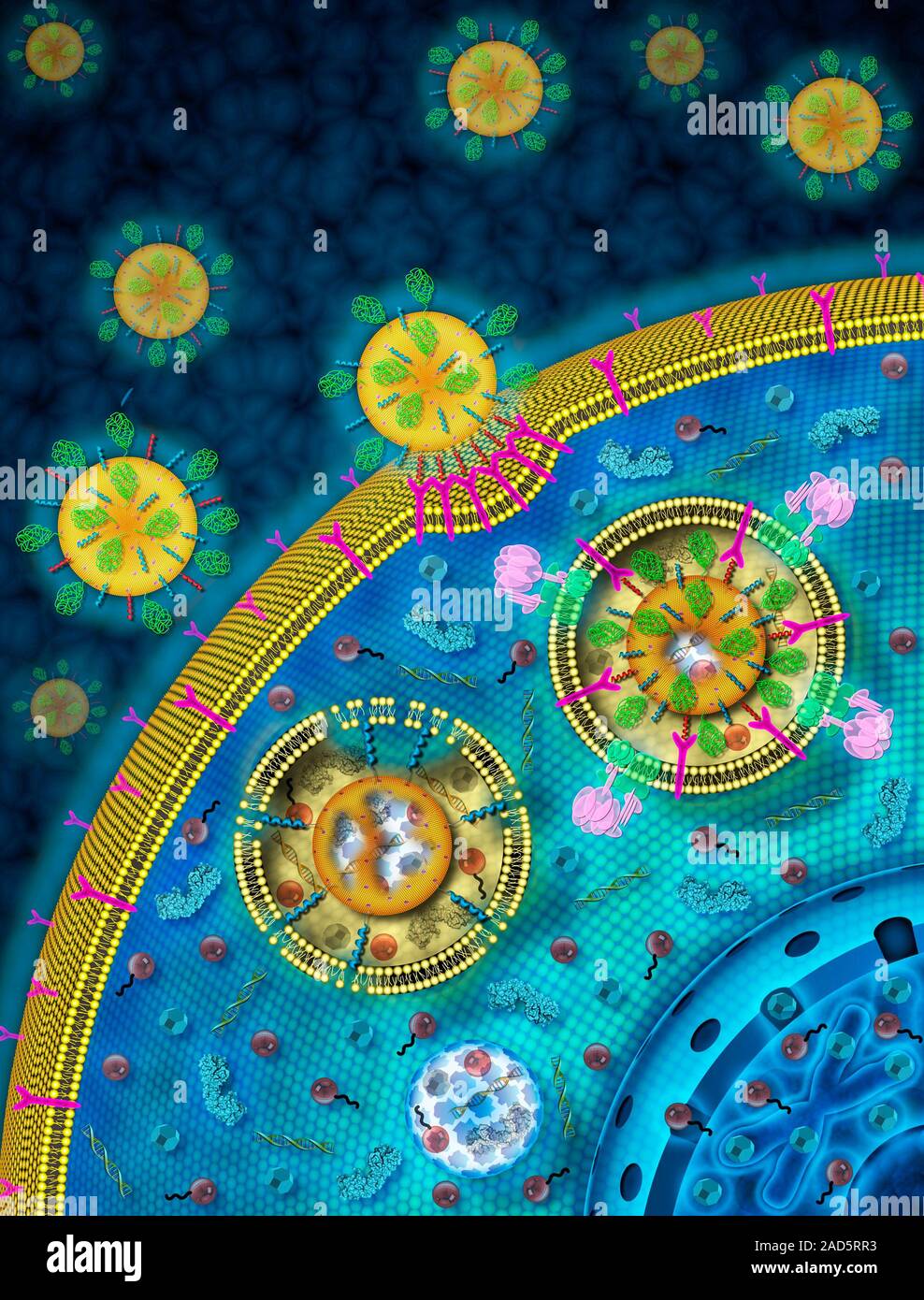 Nanoparticles targeting cancer cells. Illustration showing porous ...