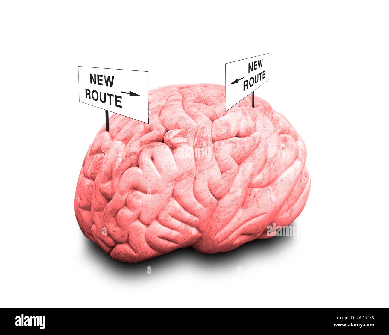 Brain plasticity. Conceptual image of a human brain with signs ...