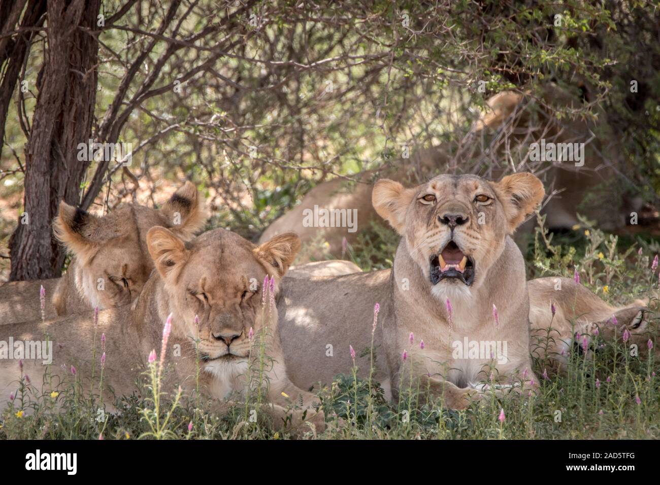 Pride of Lions laying in the grass. Stock Photo