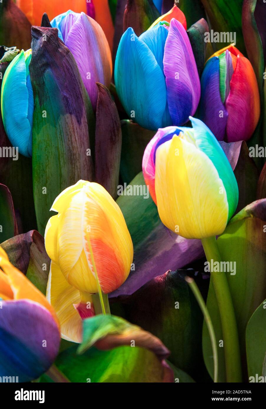 Rainbow tulips (Tulipa sp.), dyed artificially by injecting colour into ...