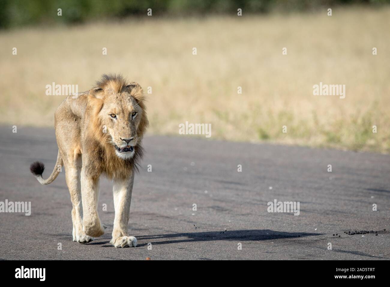 Young male Lion walking on the airstrip. Stock Photo