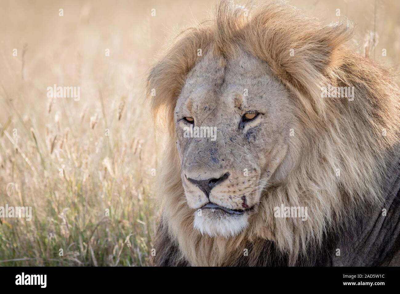 Lion roar close up hi-res stock photography and images - Alamy