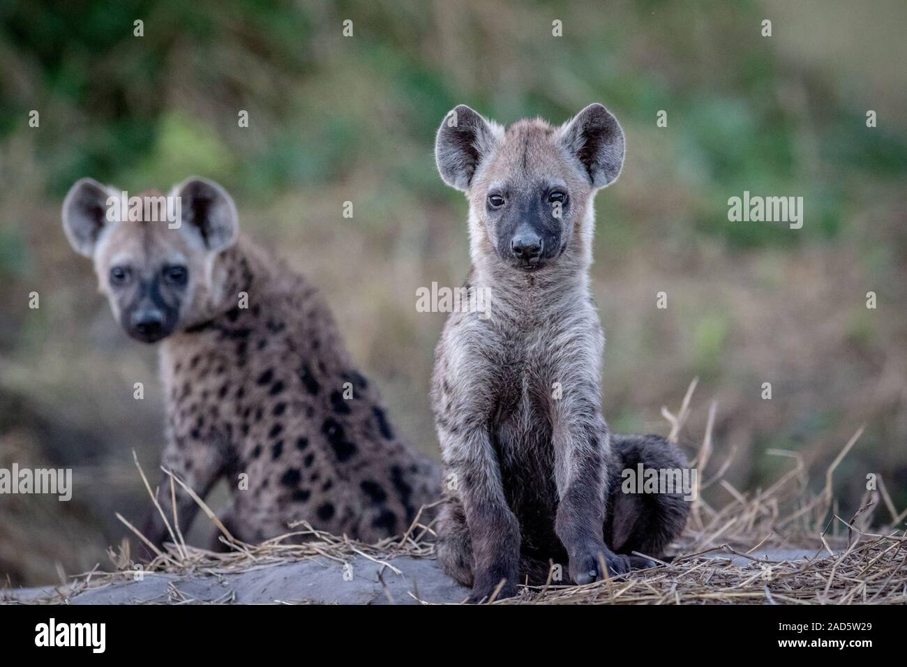 Two young Spotted hyenas sitting down. Stock Photo